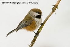 Boreal Chickadee