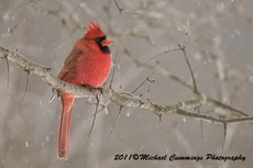 cardinal