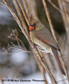 cardinalfemale
