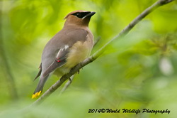 cedarwaxwing