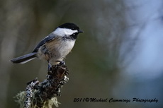 chickadee