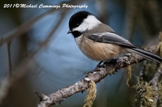 chickadee