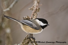chickadee