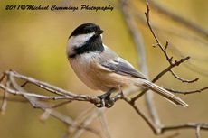 chickadee