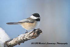 chickadee