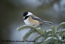 chickadee