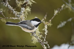 chickadee