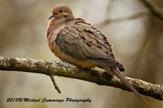mourningdove