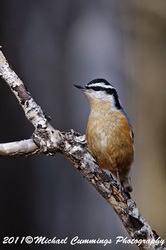 redbreastednuthatch