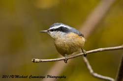 redbreastednuthatch