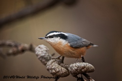 redbreastednuthatch