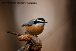 redbreastednuthatch