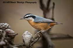 redbreastednuthatch