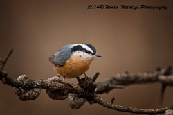 redbreastednuthatch