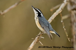 redbreastednuthatch