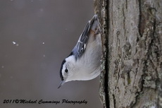 whitebreastednuthatch