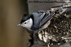 whitebreastednuthatch