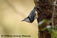 whitebreastednuthatch