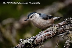 whitebreastednuthatch