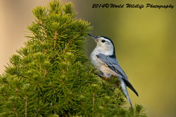 whitebreastednuthatch