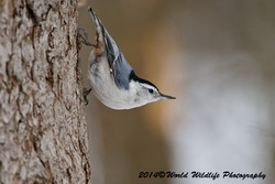 whitebreastednuthatch