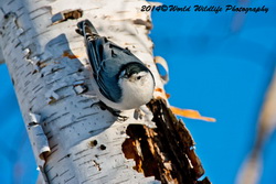 whitebreastednuthatch