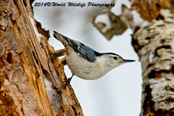 whitebreastednuthatch