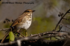 hermitthrush