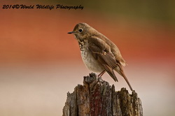 hermitthrush