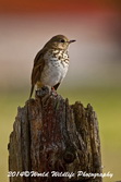 hermitthrush