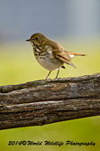 hermitthrush