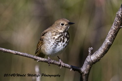 hermitthrush