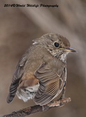 hermitthrush