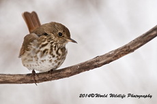 hermitthrush