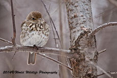 hermitthrush