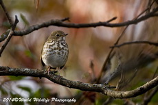 hermitthrush