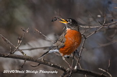 Robin Picture