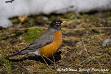Robin Picture