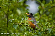 Robin Picture