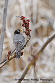 Robin Picture