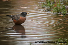 Robin Picture