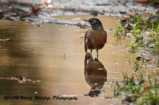 Robin Picture