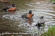 Robin Picture