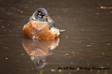 Robin Picture