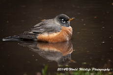 Robin Picture