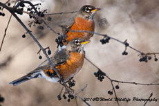 Robin Picture