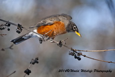 Robin Picture