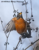 Robin Picture