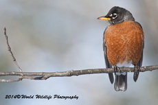 Robin Picture