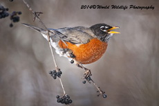 Robin Picture